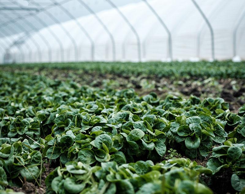 Cómo medir el pH del suelo