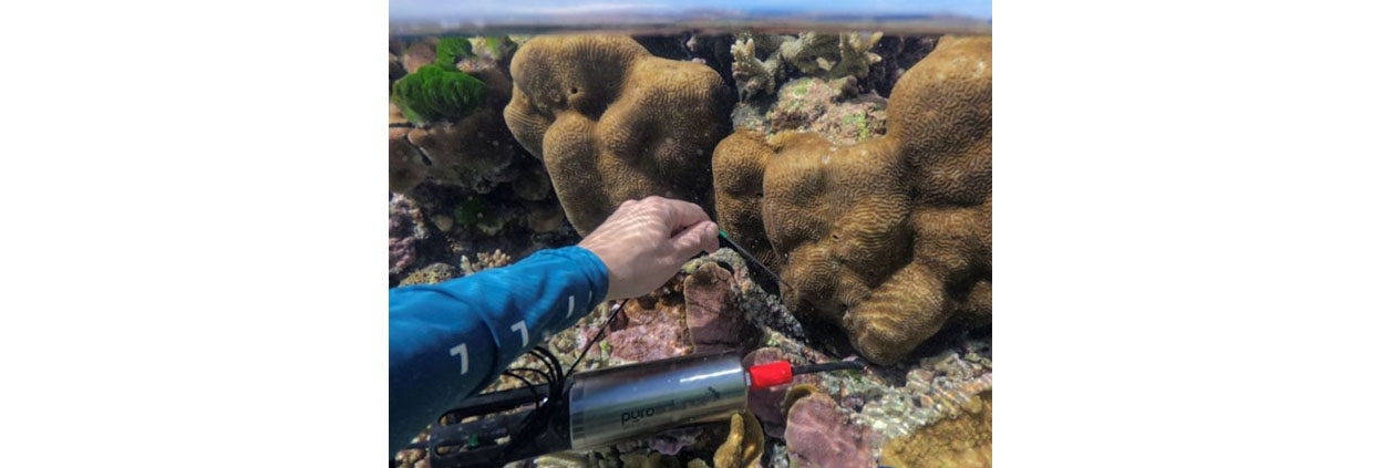 Cómo medir el pH y el oxígeno disuelto en un arrecife de coral